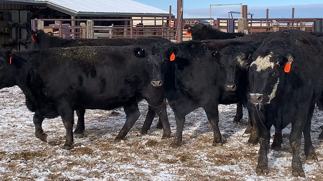 BC1218B 3-4 yr olds- Calve Feb. 10th 60 days!